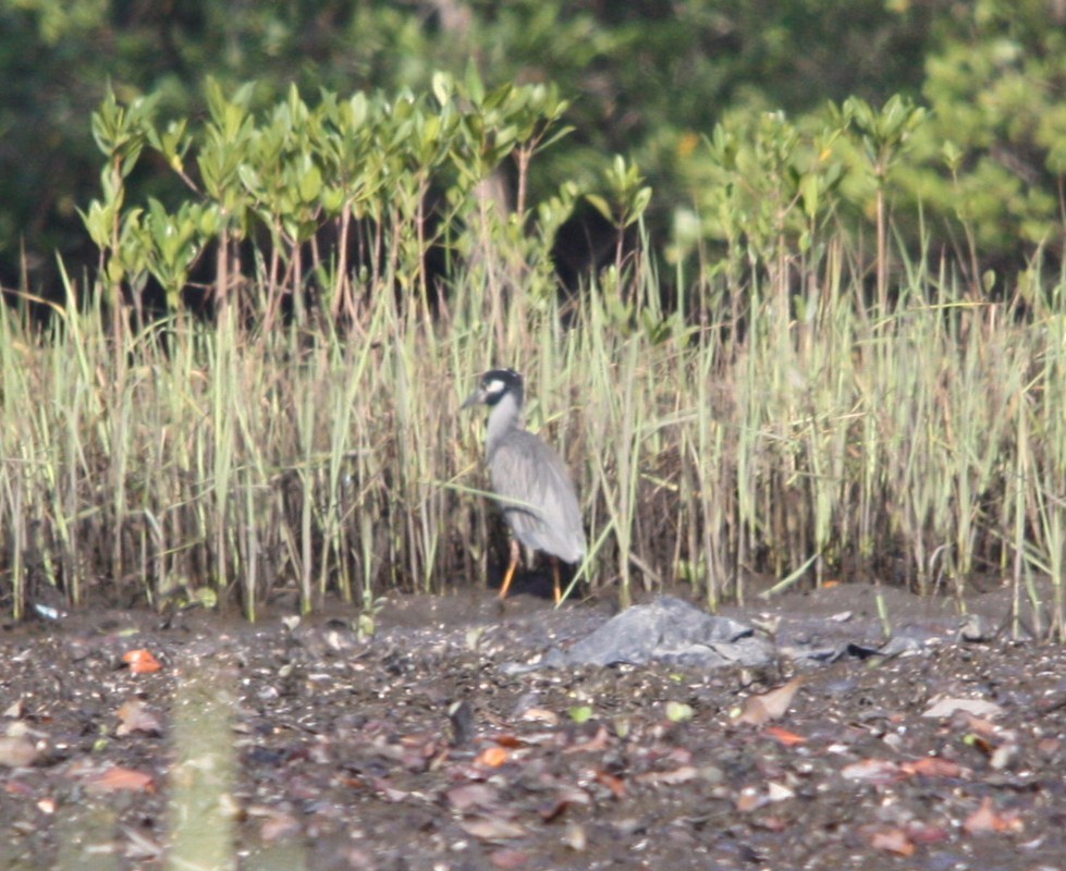 Yellow-crowned Night Heron - ML644479583