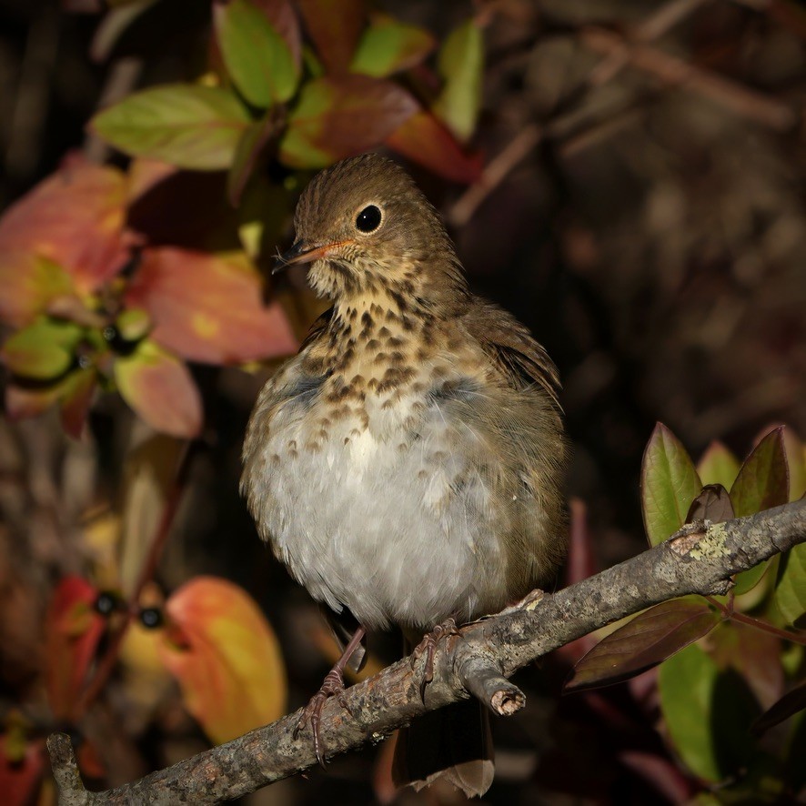 Hermit Thrush - ML644479587