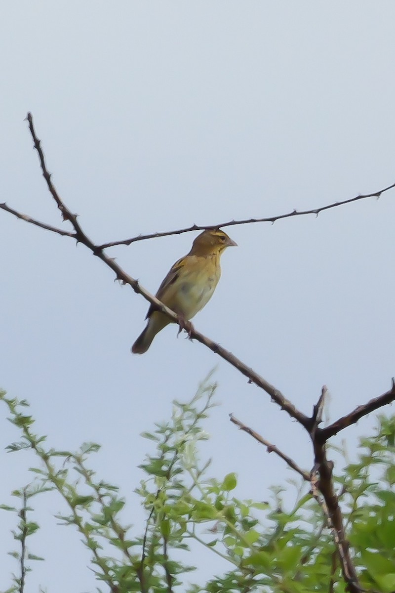 White-winged Widowbird - ML644479607