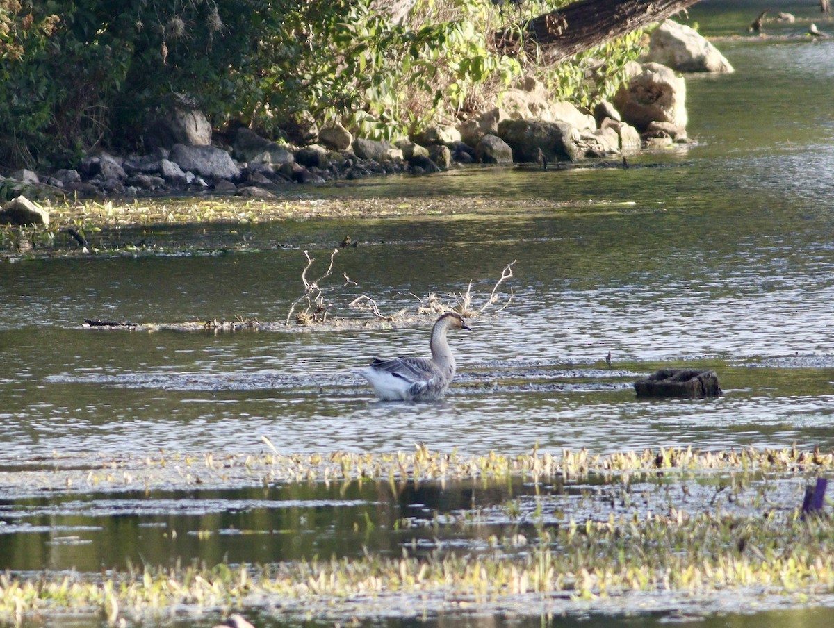 Çin Kazı (evcil tip) - ML644479608