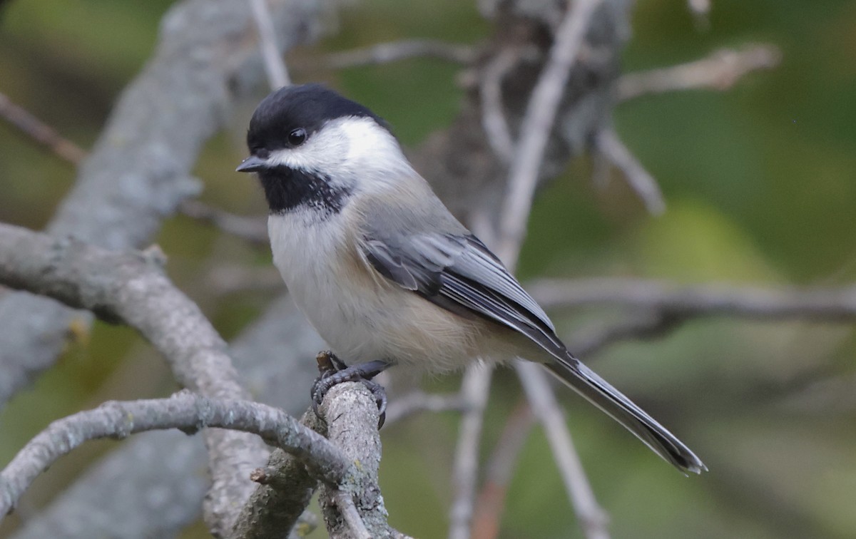 Amerika Baştankarası - ML644479609