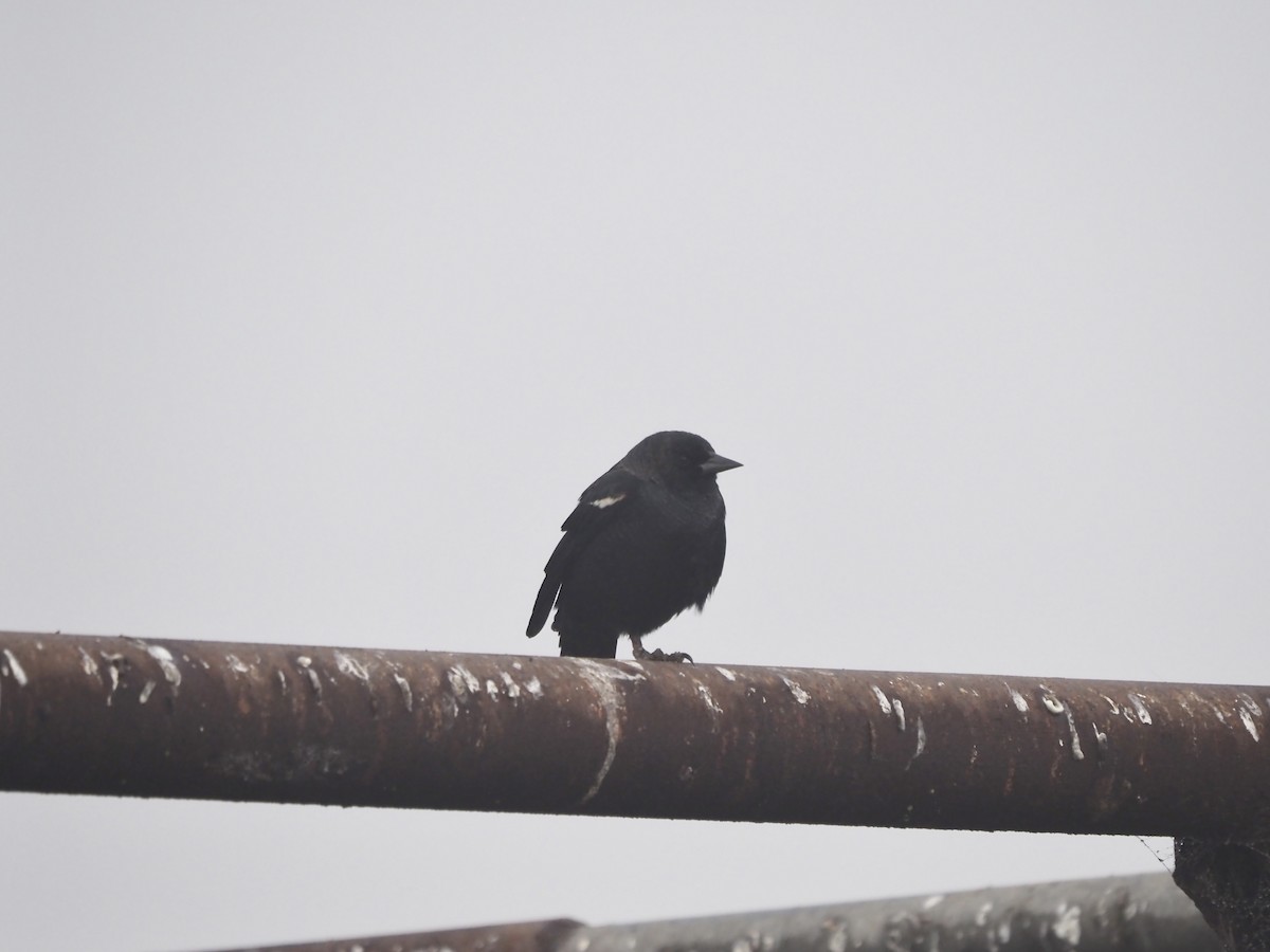 Tricolored Blackbird - ML644479617