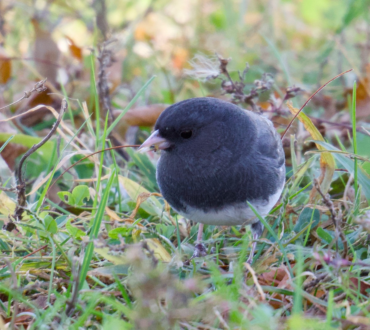 Dark-eyed Junco - ML644479619