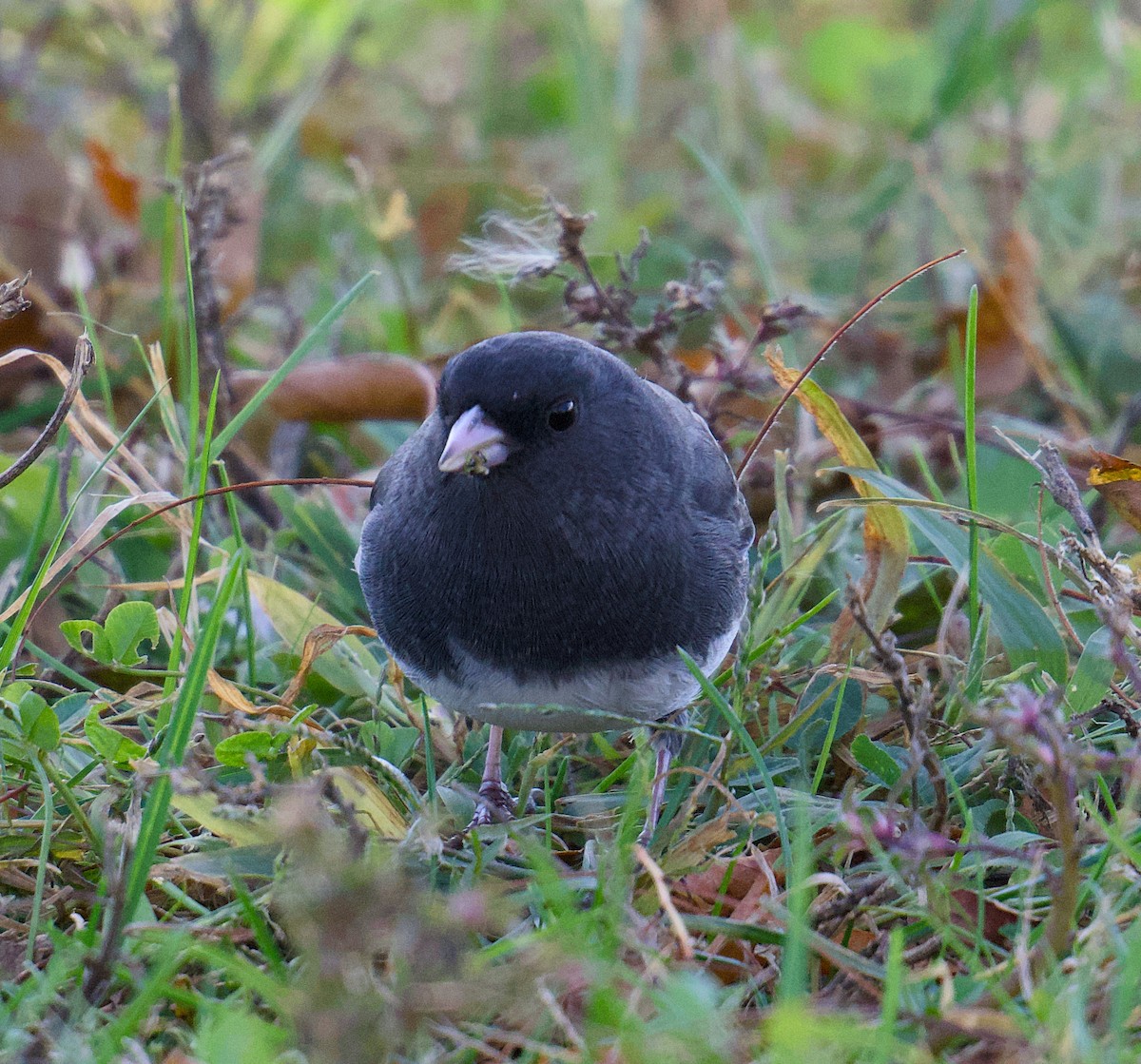 Dark-eyed Junco - ML644479620