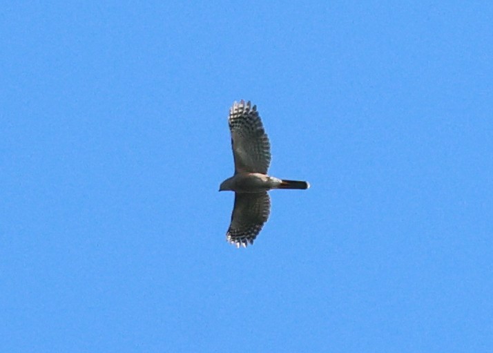African Goshawk (Southern) - ML644479624