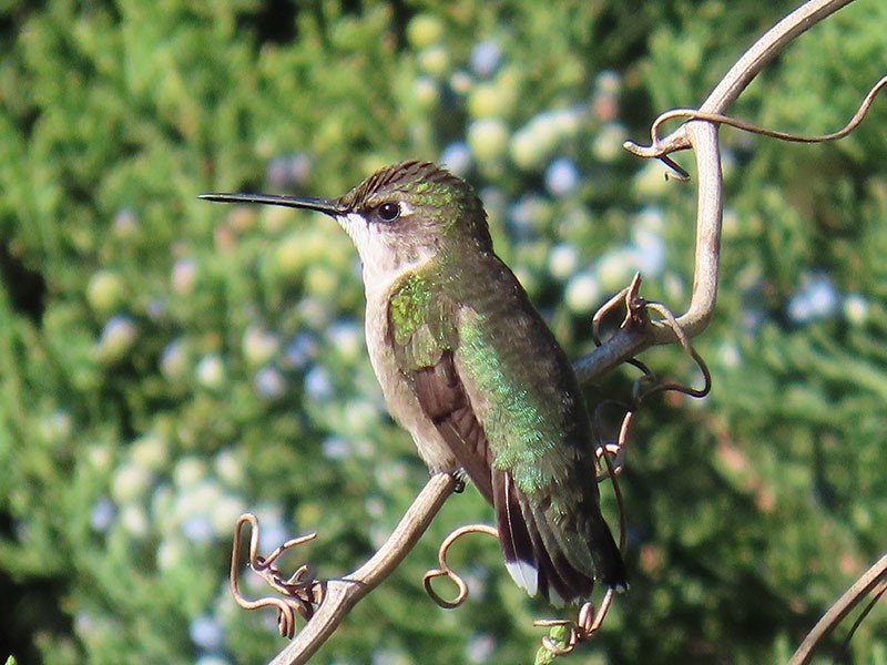 Colibrí Gorjirrubí - ML644479639