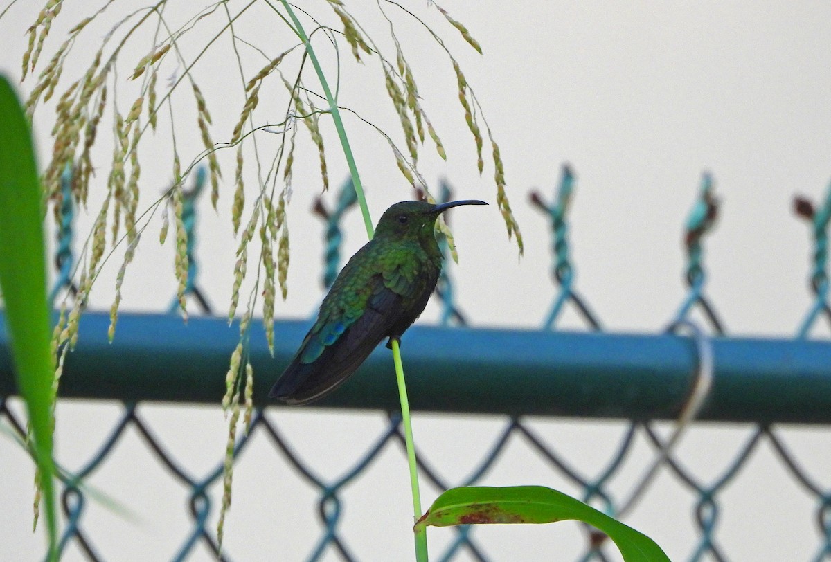 Green-throated Carib - ML644479648