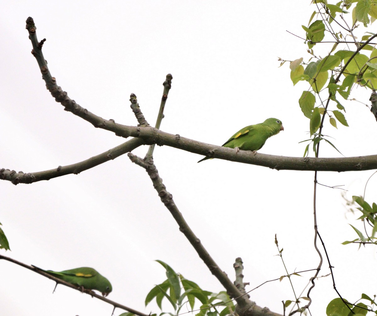 Yellow-chevroned Parakeet - ML644479650