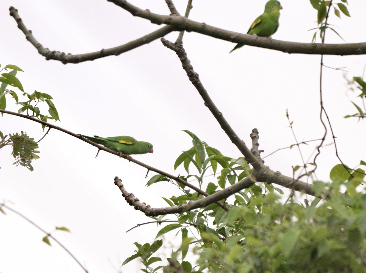 Yellow-chevroned Parakeet - ML644479651