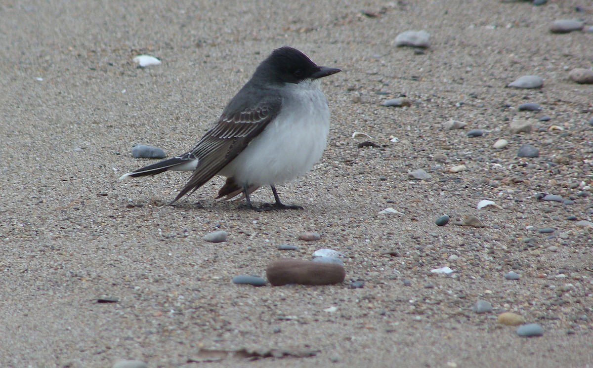 Eastern Kingbird - ML644479652