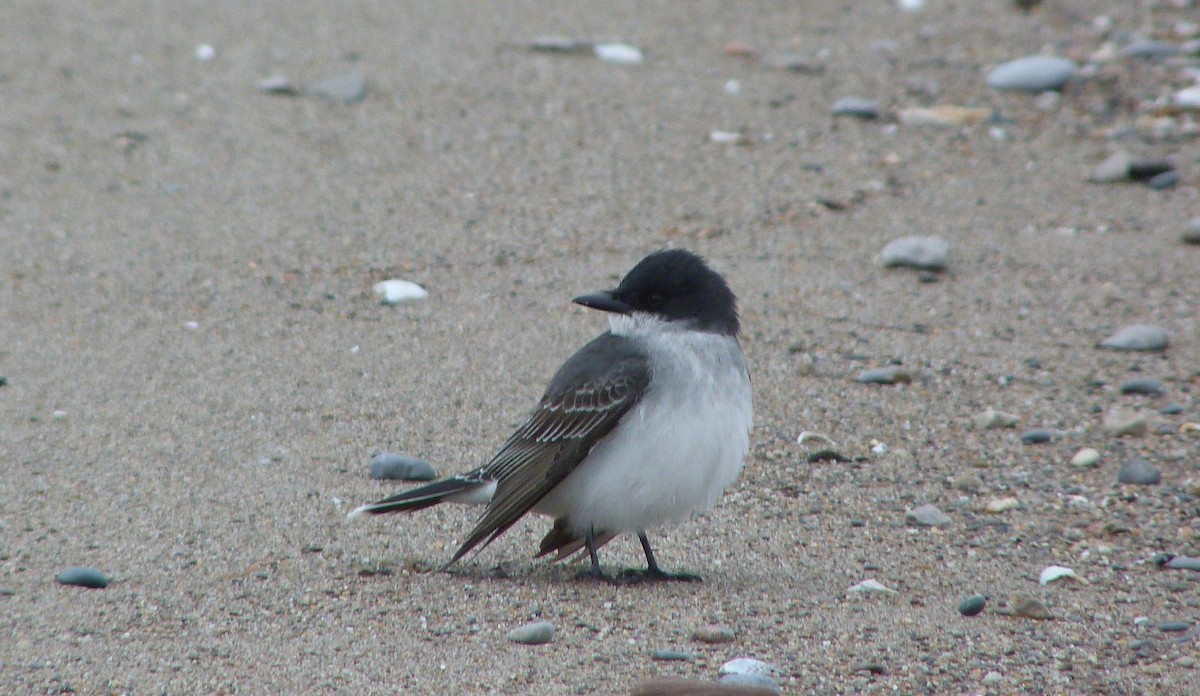 Eastern Kingbird - ML644479653