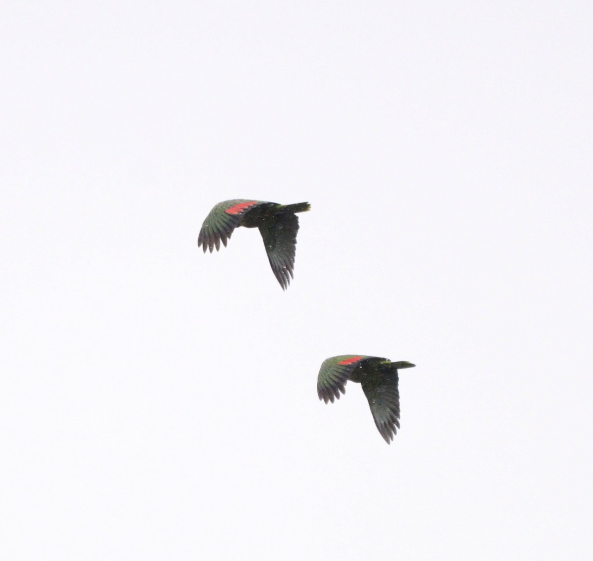 blåpanneamazon - ML644479669