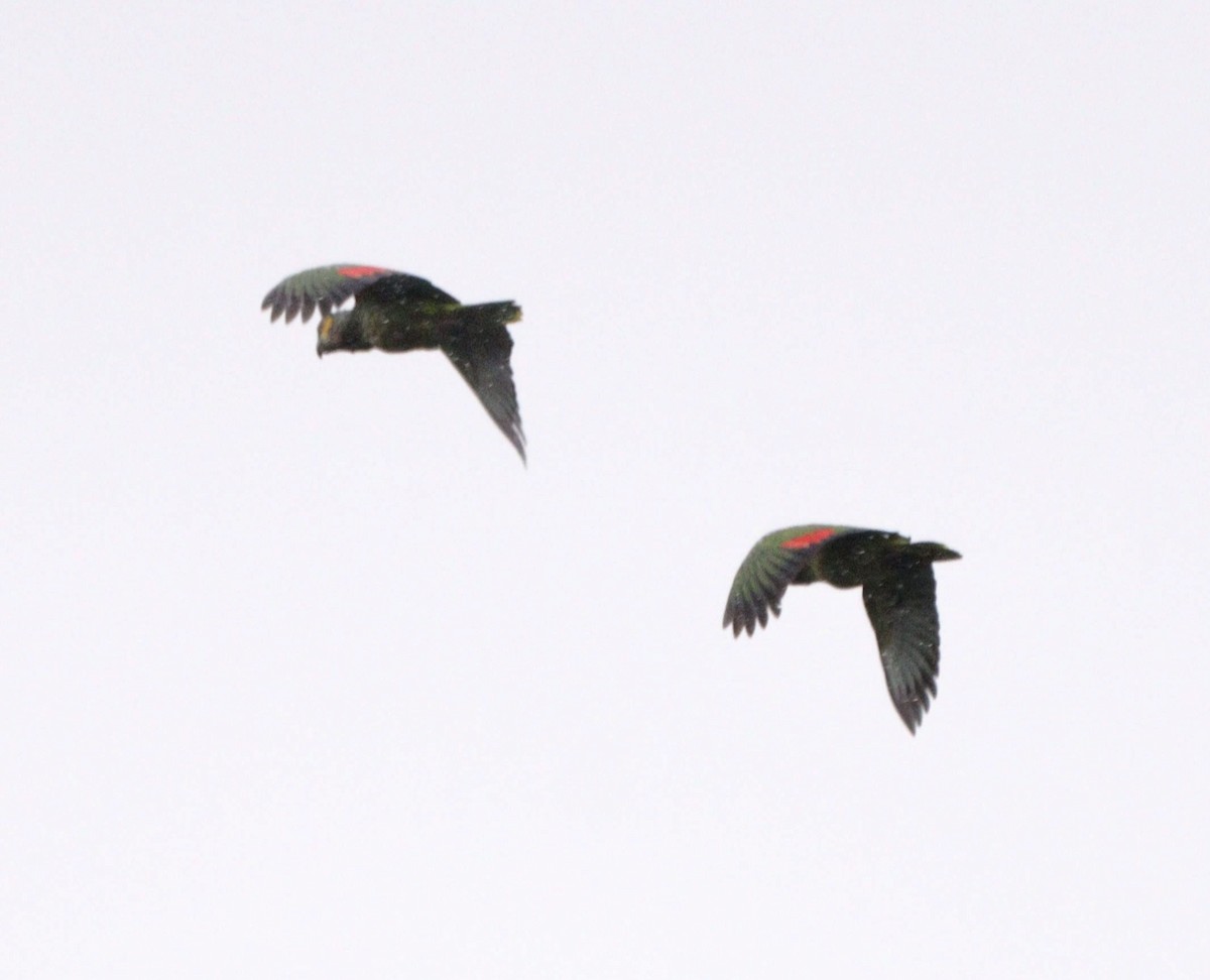 blåpanneamazon - ML644479670