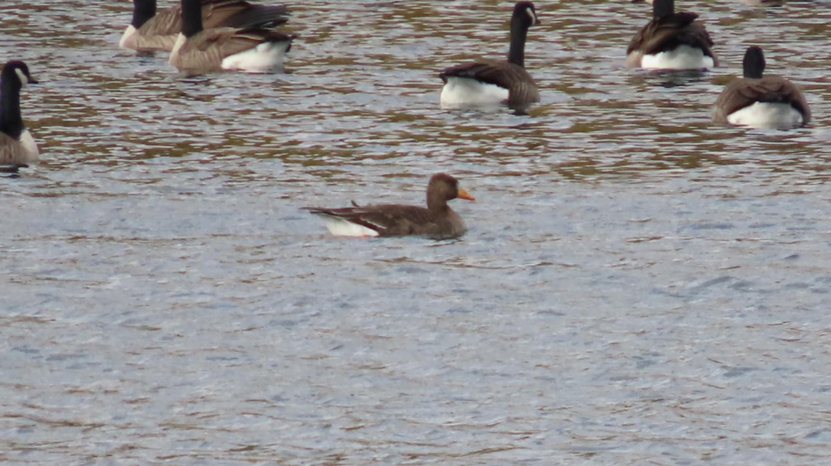 Greater White-fronted Goose - ML644479674