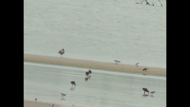 Wilson's Phalarope - ML644479675
