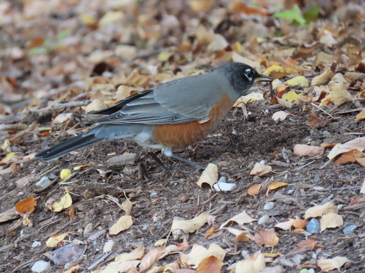 American Robin - ML644479682