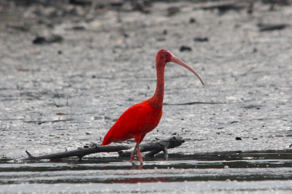 Алый ибис - ML644479691