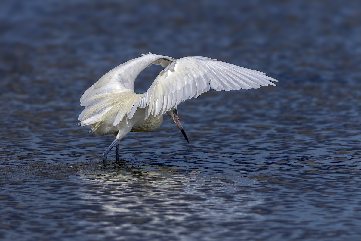 Reddish Egret - ML644479693