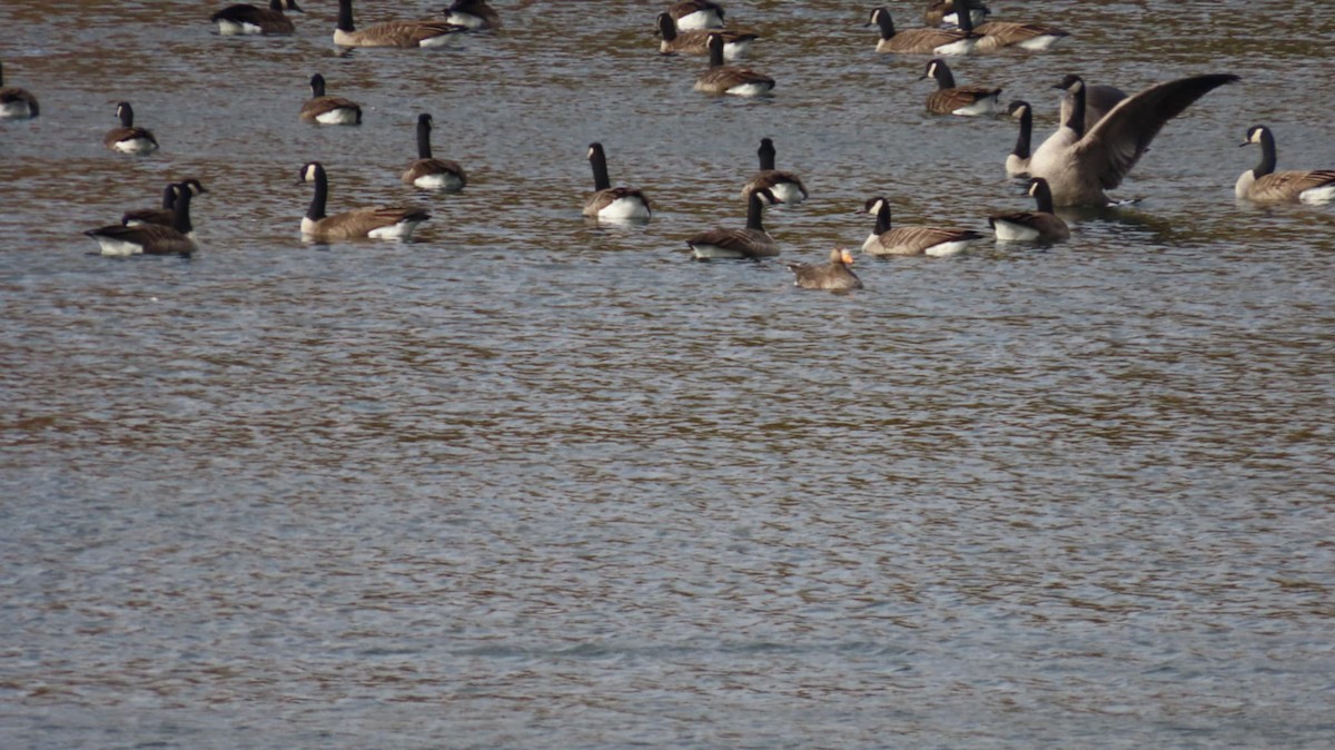 Greater White-fronted Goose - ML644479710