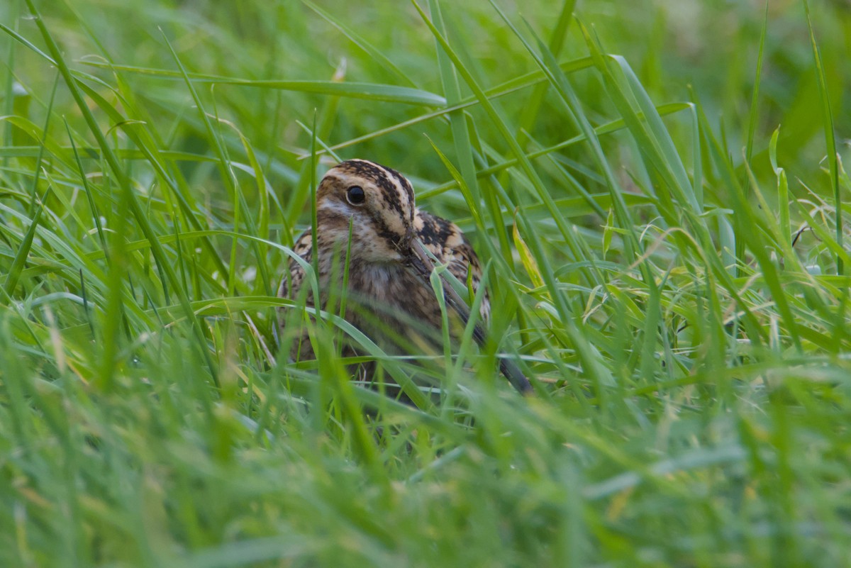 Common Snipe - ML644479711