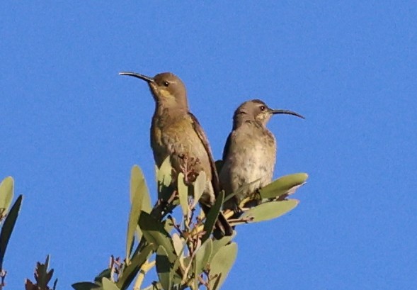 Suimanga Ratonil - ML644479712