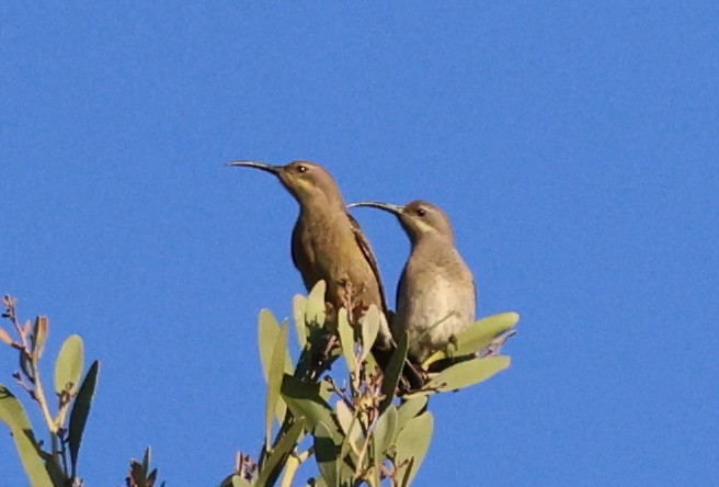 Suimanga Ratonil - ML644479713