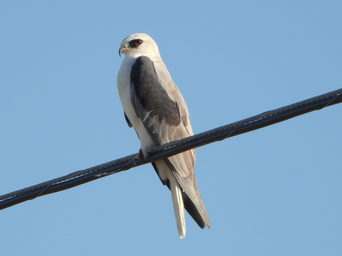White-tailed Kite - ML644479714