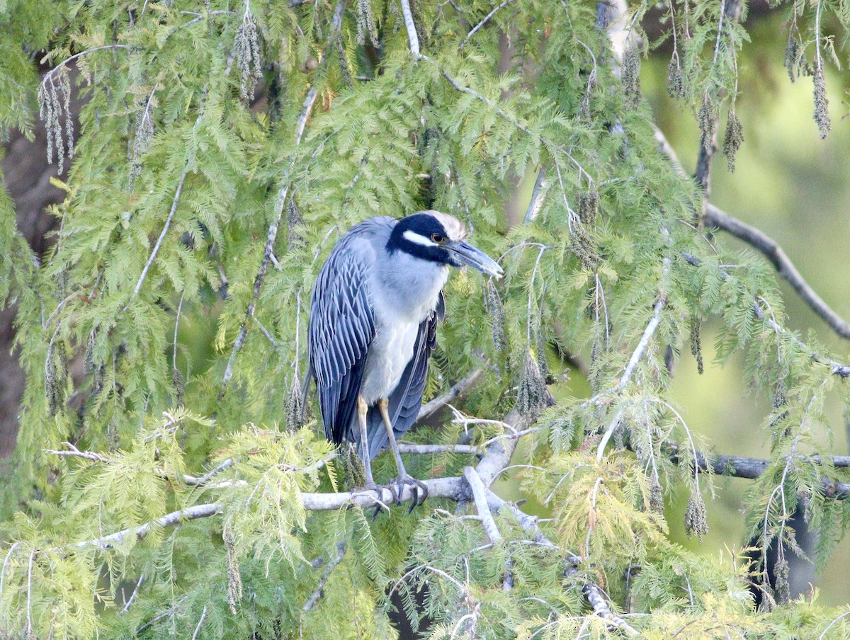 Yellow-crowned Night Heron - ML644479721