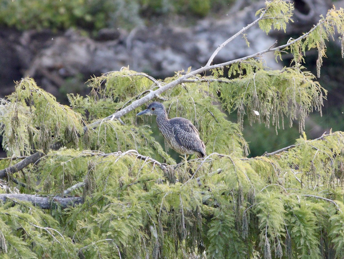 Yellow-crowned Night Heron - ML644479723
