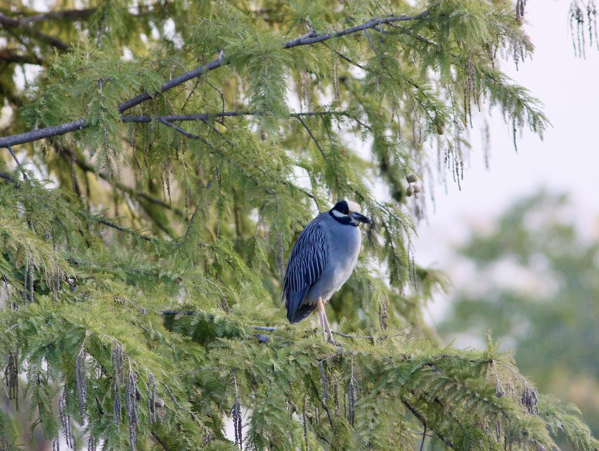 Yellow-crowned Night Heron - ML644479726