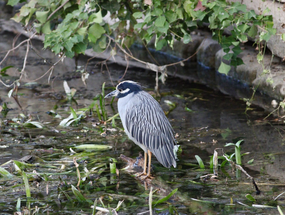 Yellow-crowned Night Heron - ML644479727