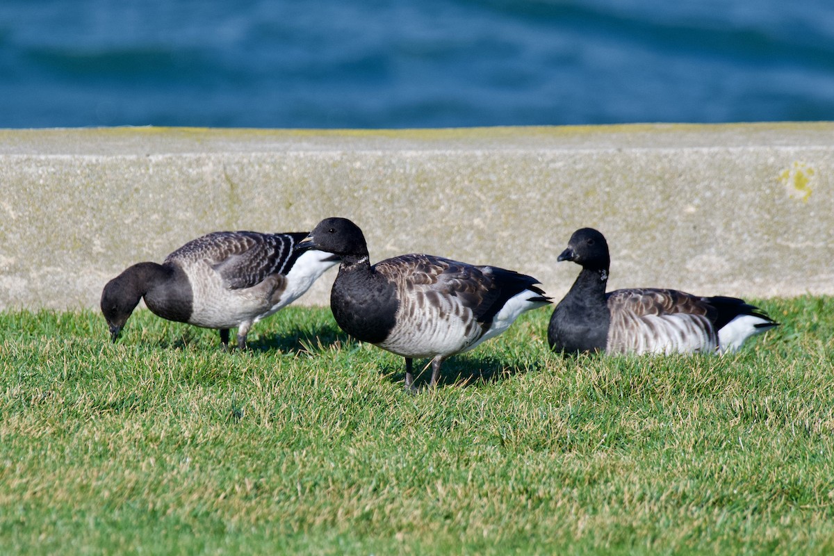 コクガン - ML644479728