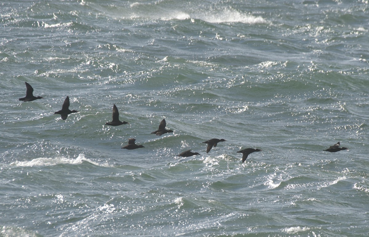 アラナミキンクロ - ML644479743