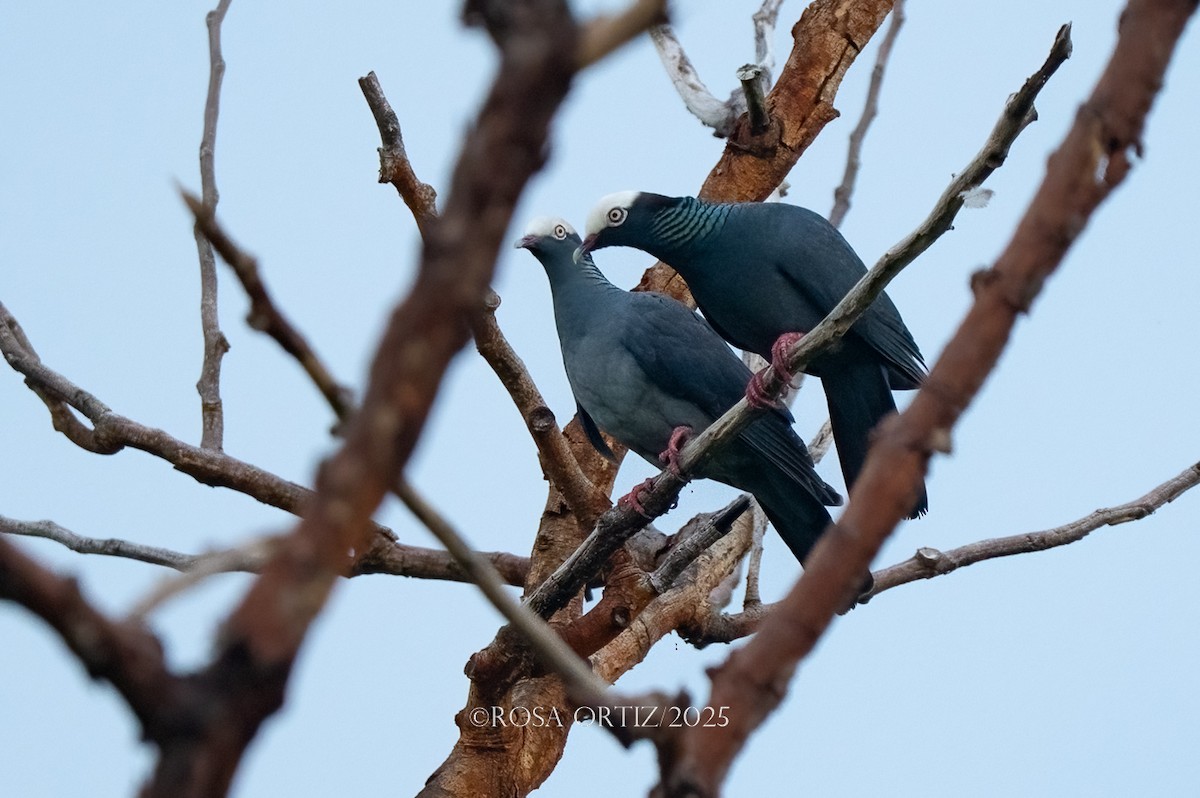 White-crowned Pigeon - ML644479744