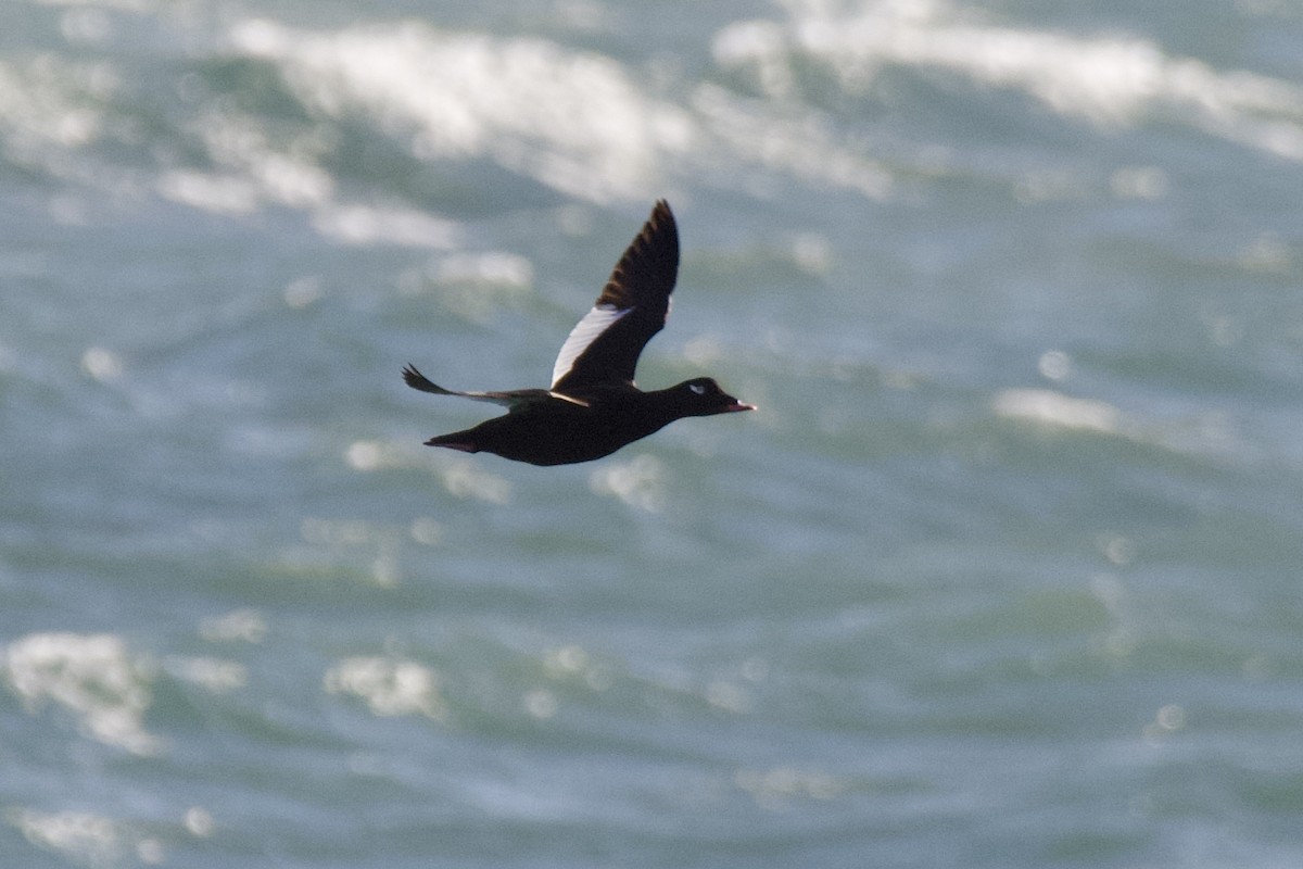 アメリカビロードキンクロ - ML644479752