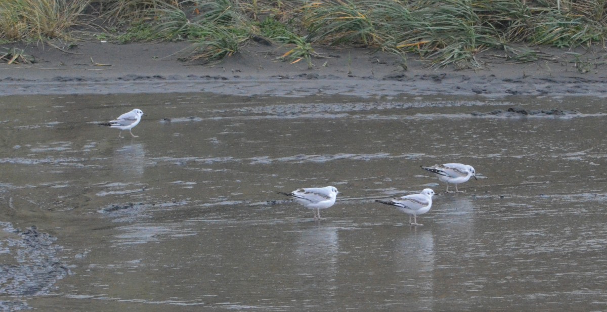 Gabbiano di Bonaparte - ML644479759