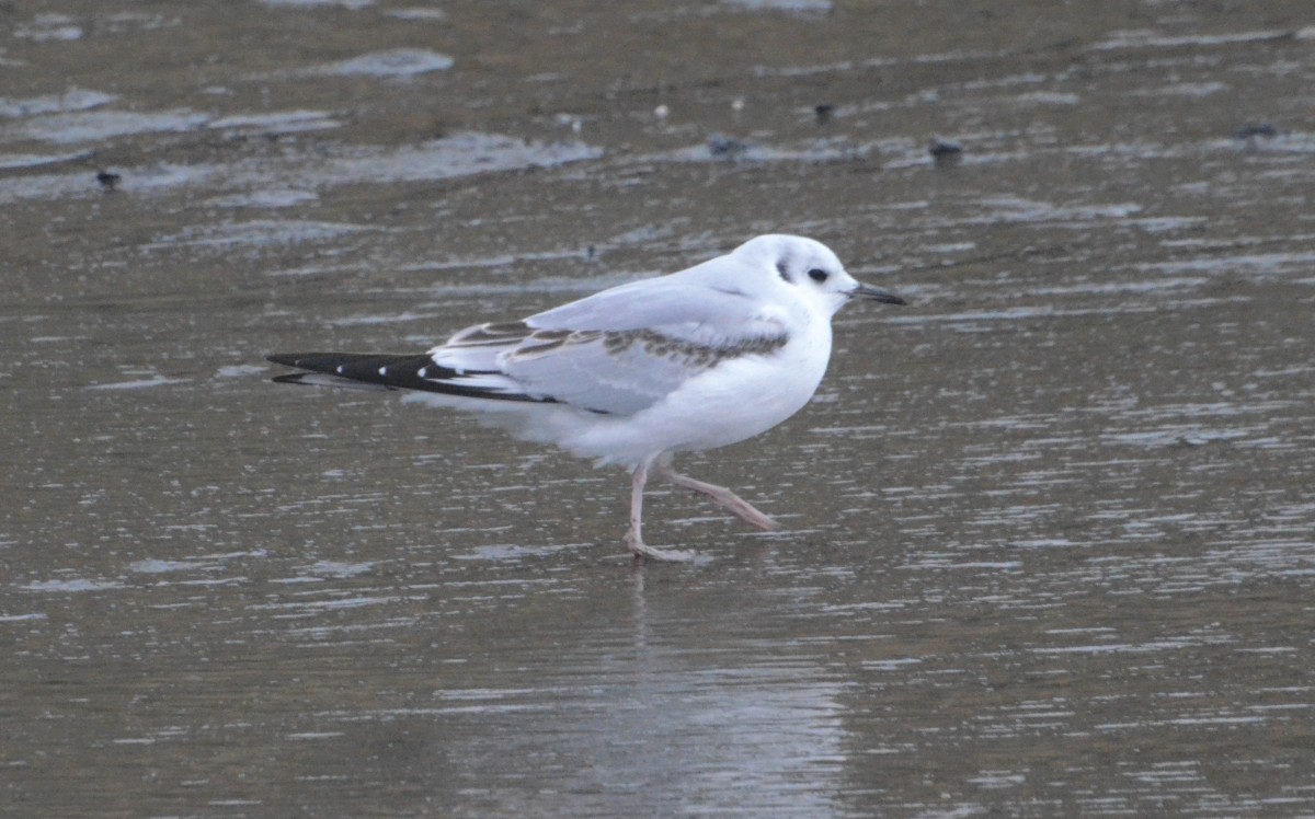 Gabbiano di Bonaparte - ML644479760