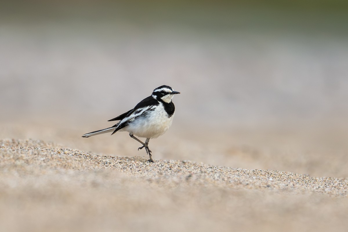 African Pied Wagtail - ML644479761