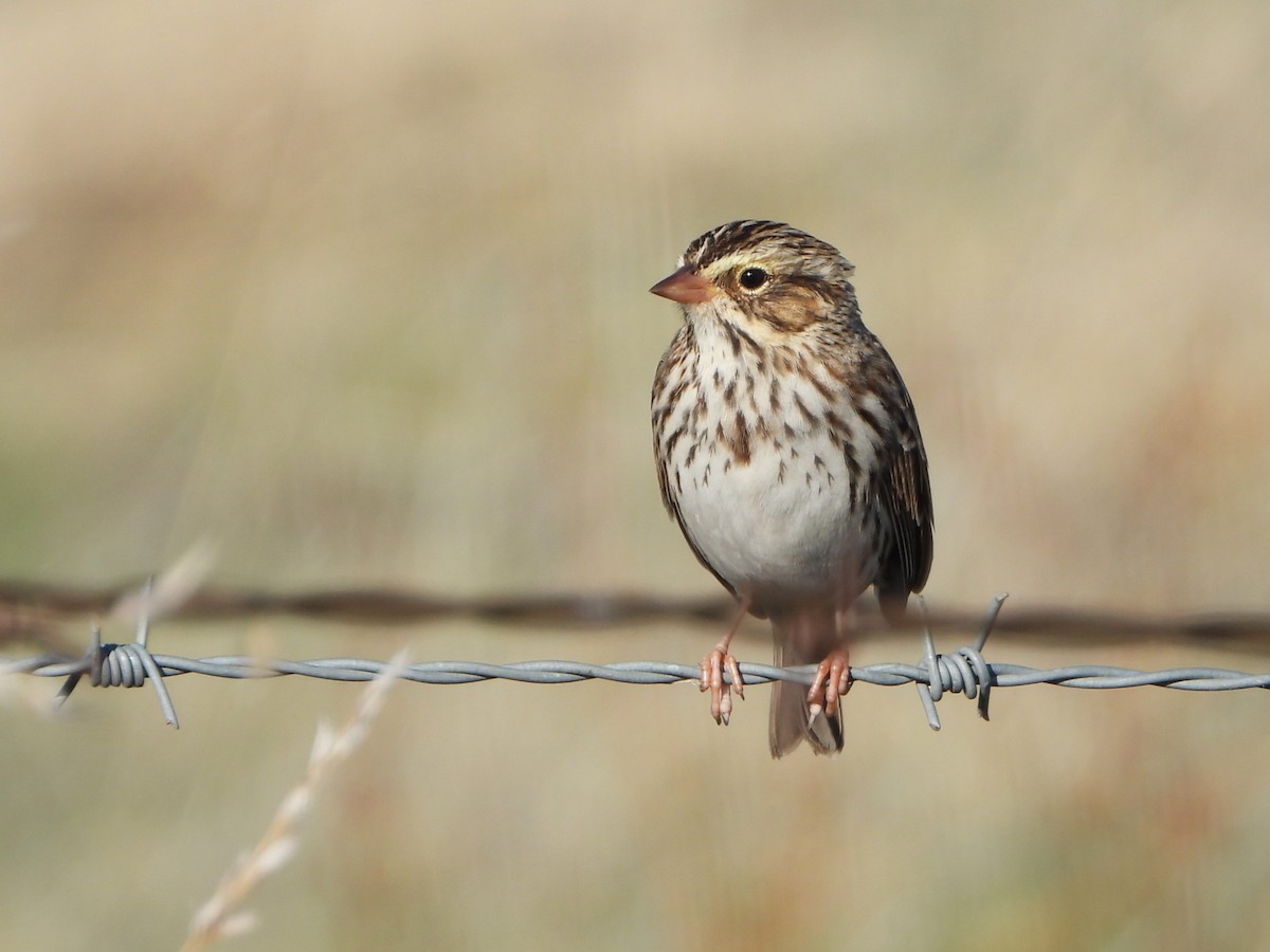 גיבתונית ערבות - ML644479762