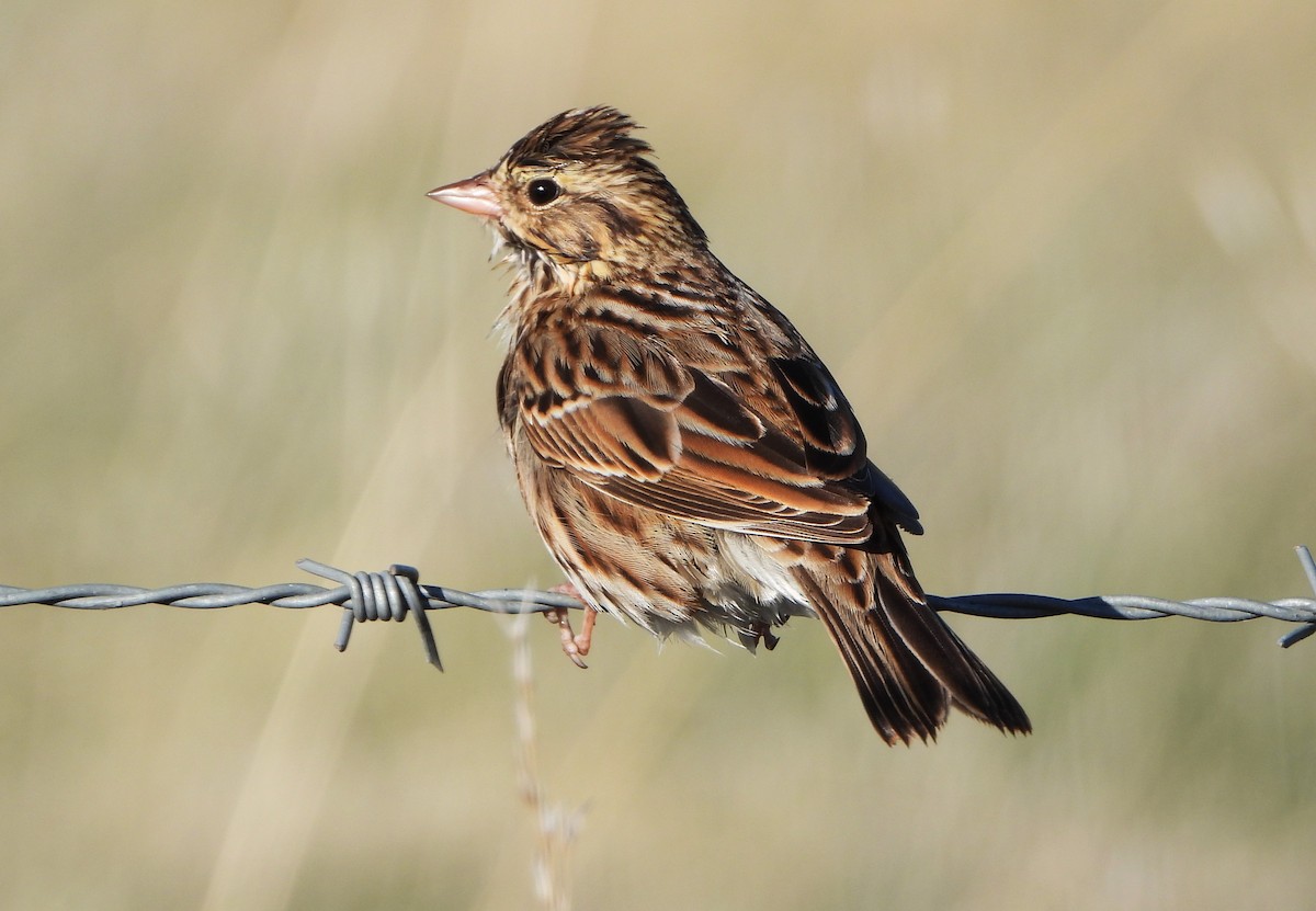 גיבתונית ערבות - ML644479763