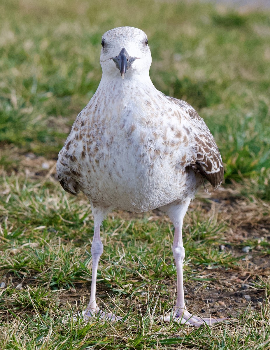 オオカモメ - ML644479767