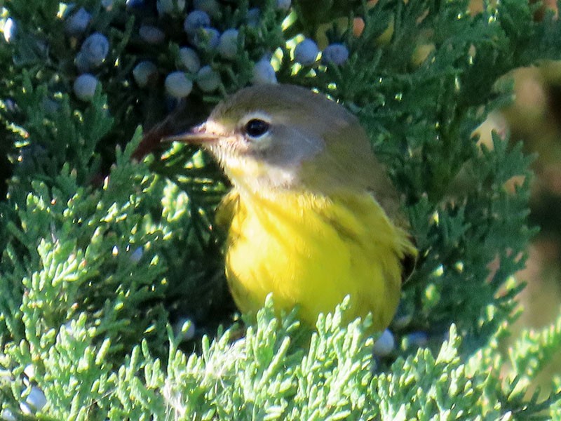 Paruline des prés - ML644479768