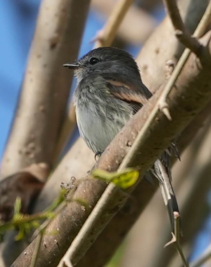 Mouse-gray Flycatcher - ML644479771