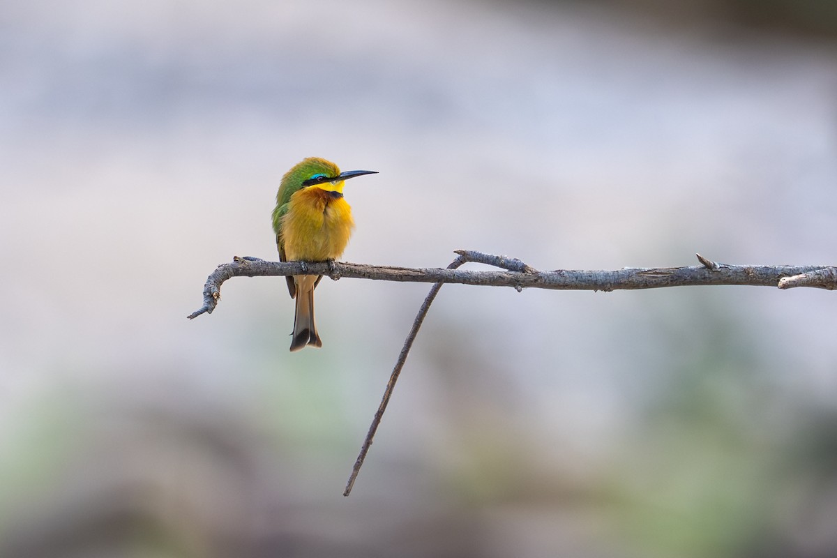 Little Bee-eater - ML644479773