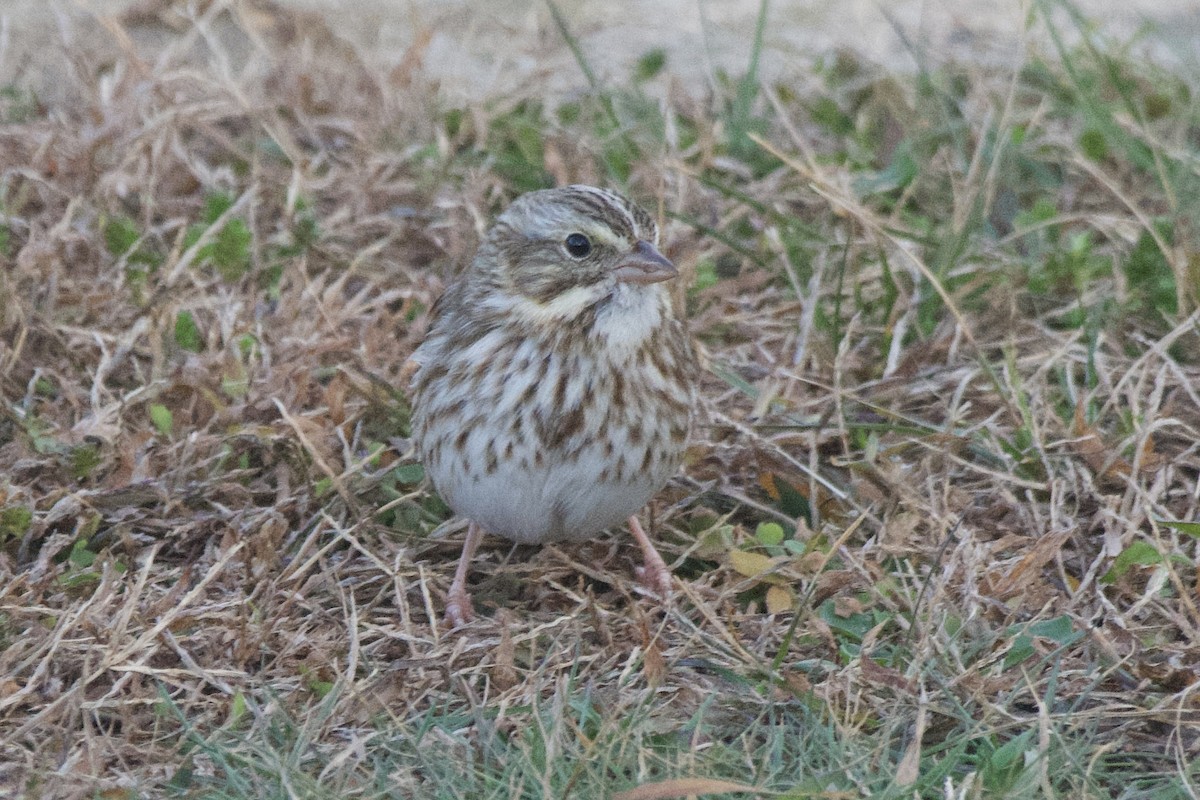 サバンナシトド（princeps） - ML644479784