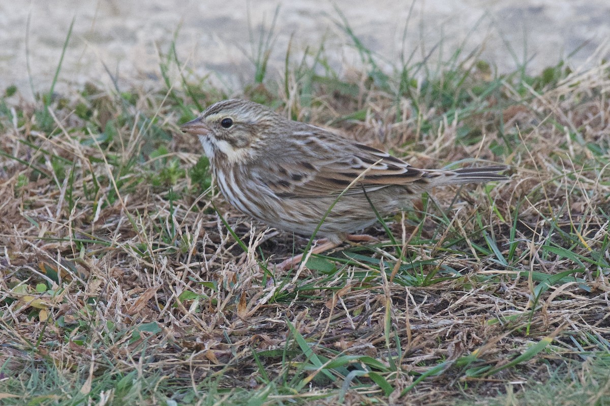 サバンナシトド（princeps） - ML644479785