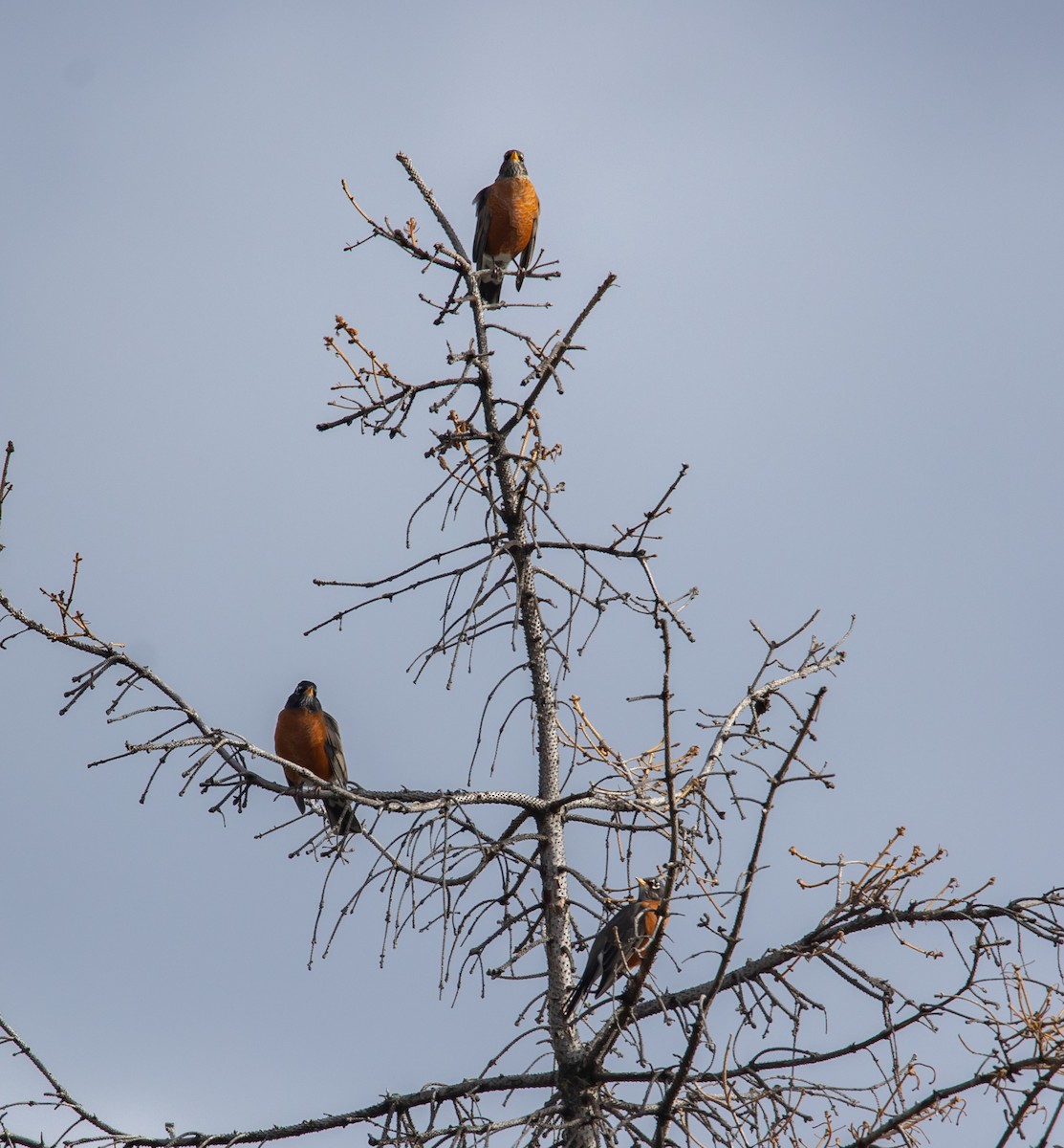 American Robin - ML644479788