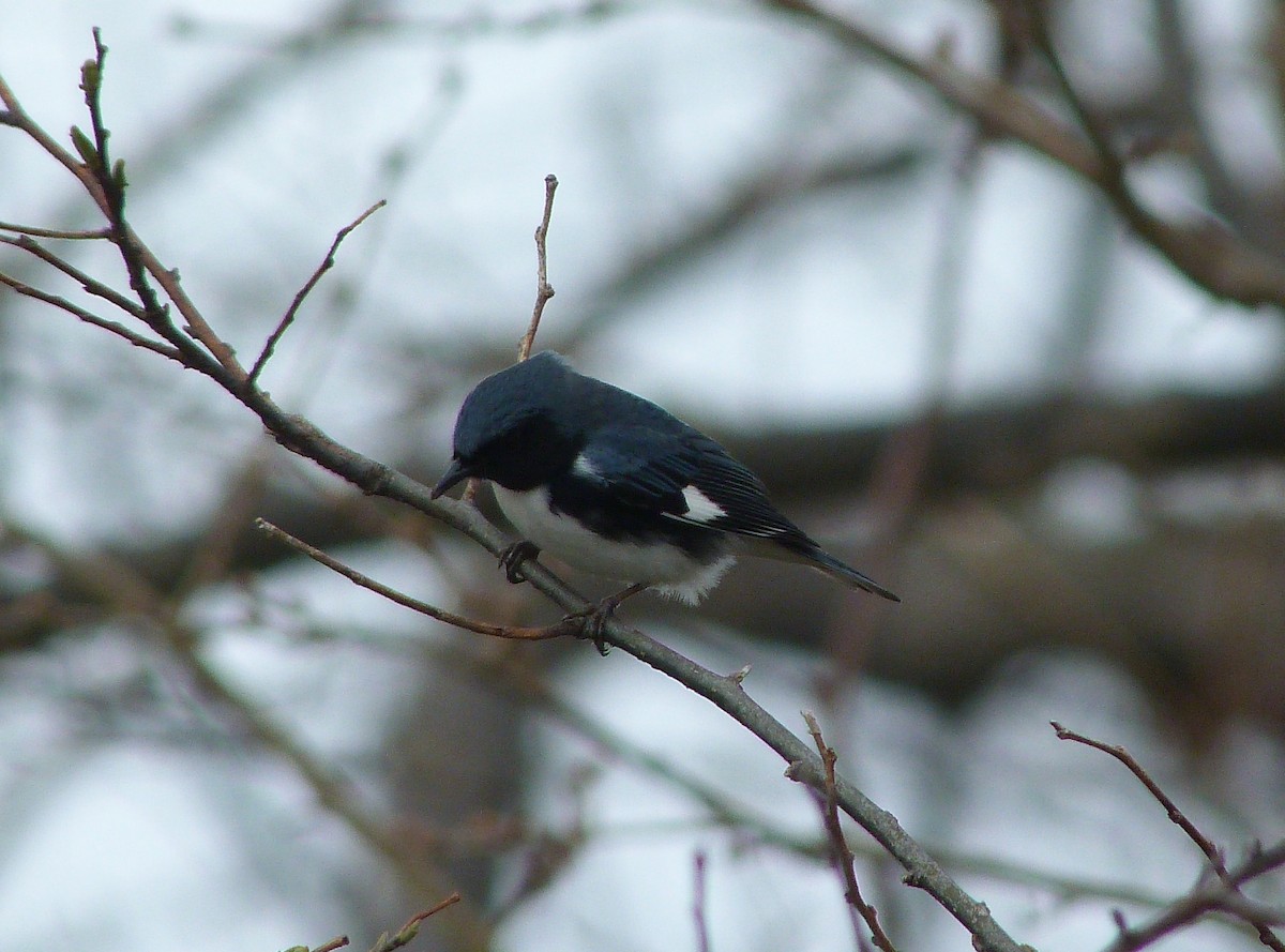 Black-throated Blue Warbler - ML644479790