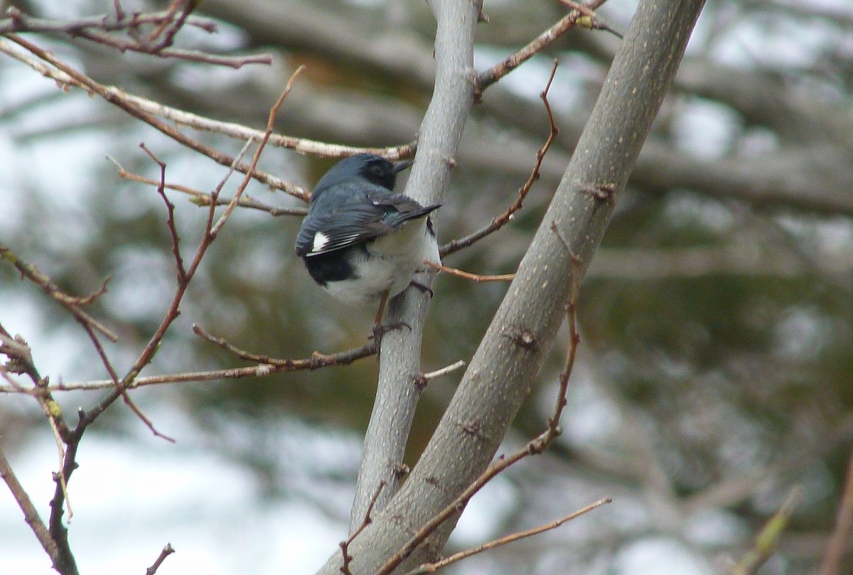 Black-throated Blue Warbler - ML644479791