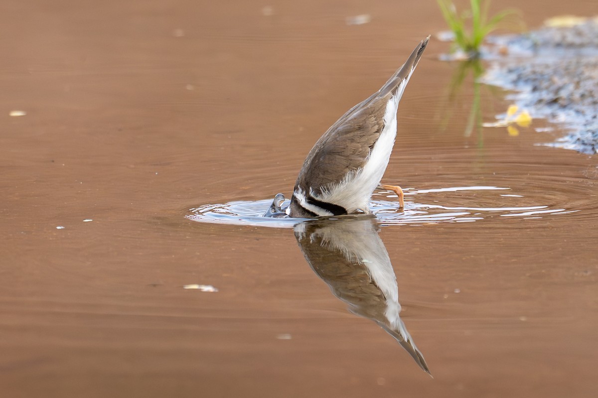 ミスジチドリ - ML644479793